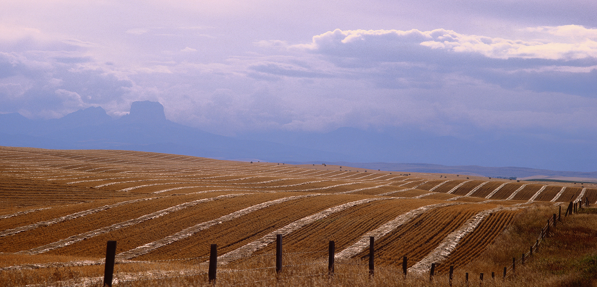 rolling hills of golden fields, a long wired fence in the foreground and a deep purple sky in the background