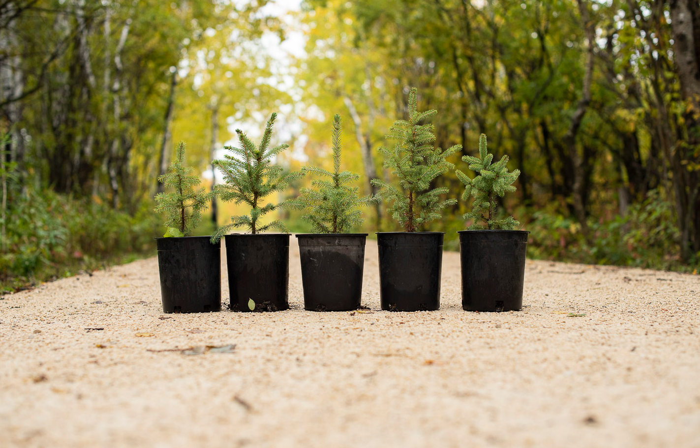 row of potted trees