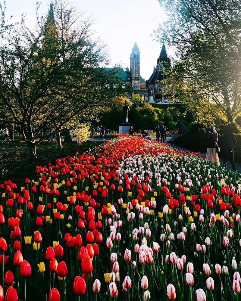 Tulips from instagram @punkdelish