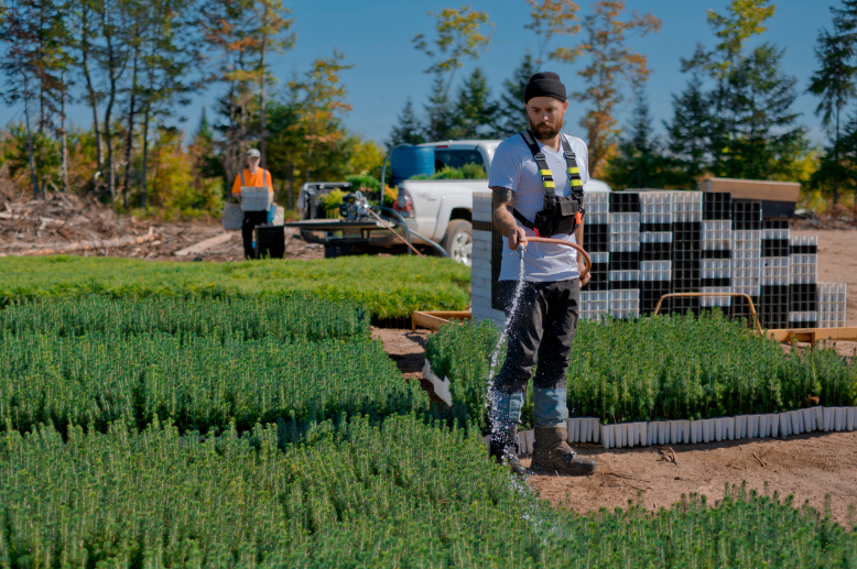 people in farm field planting trees
