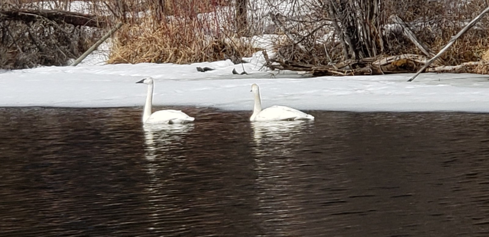 RBC Wealth Management swans on Norman Lake