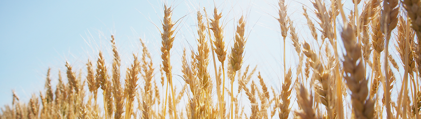 Family Office Services