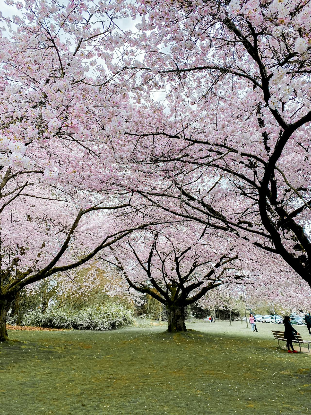 Cherry Blossoms in Vancouver