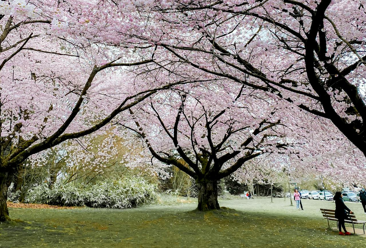 Cherry Blossoms in Vancouver