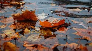 a orange leaf in puddle in the month of November in Vancouver