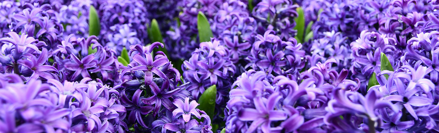 Hogg & Hauber Private Wealth Management