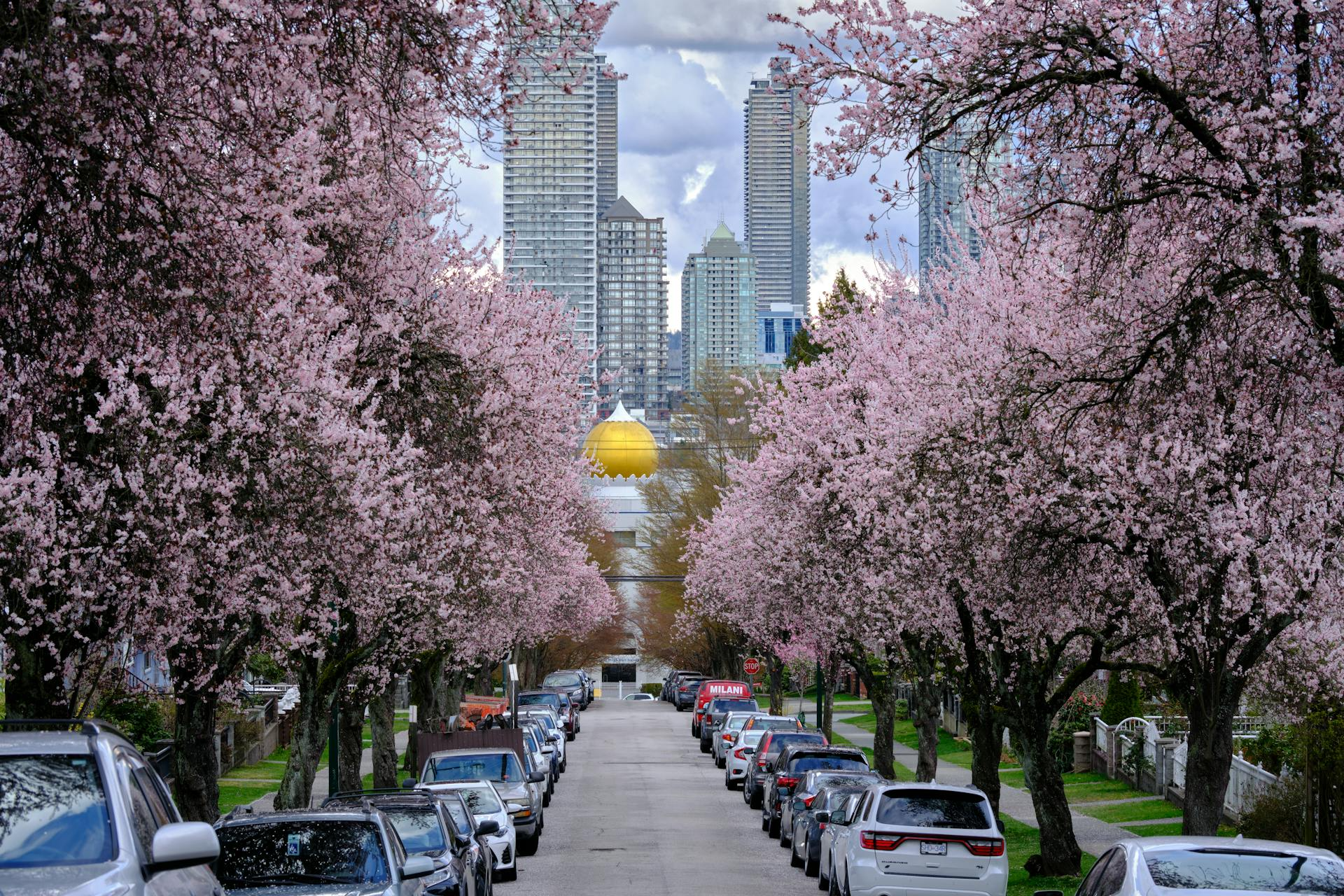 Cherry blossoms in Vancouver