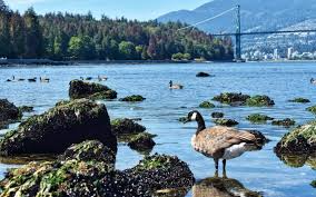 Canadian goose in front of the water, lions gate bridge in the background