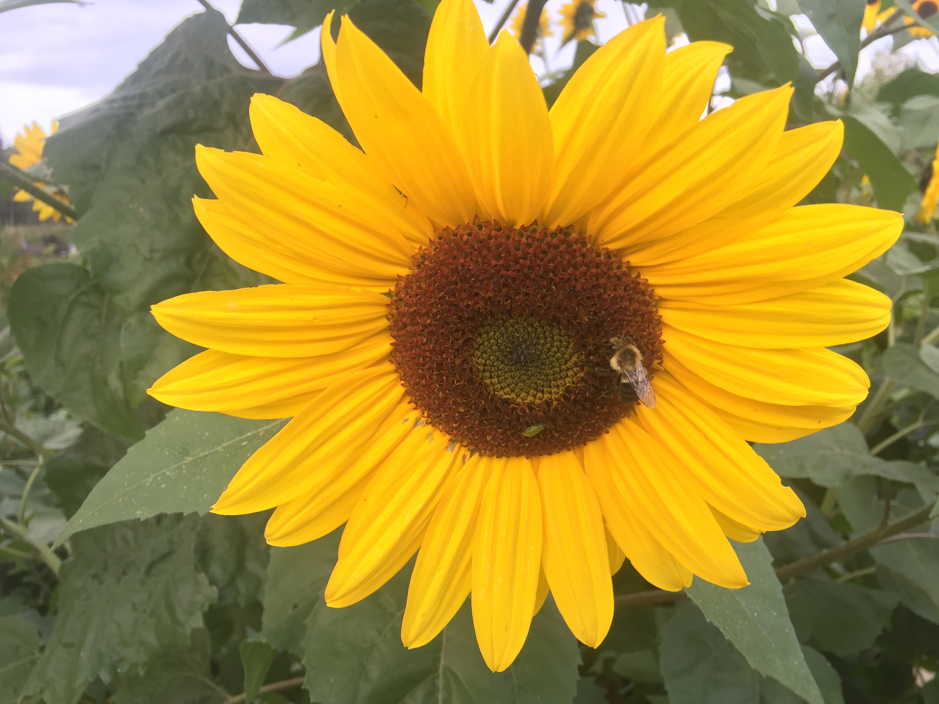 R&ocirc;les et responsabilit&eacute;s