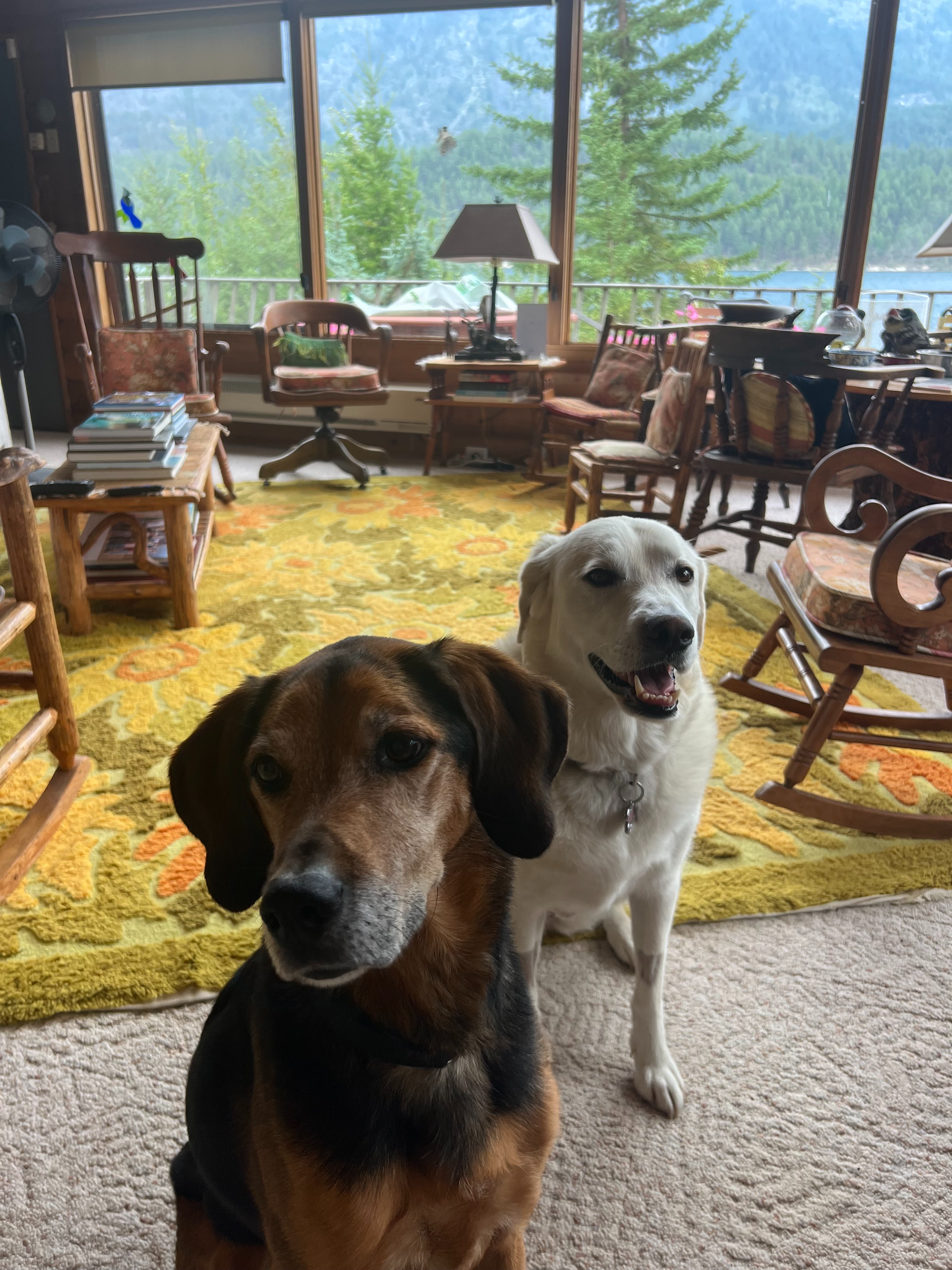 Cooper (11) and Princess Fiona (5) are not going back to school – they bark at kids.