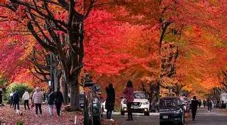 Vancouver Trees in orange and red colors for autumn