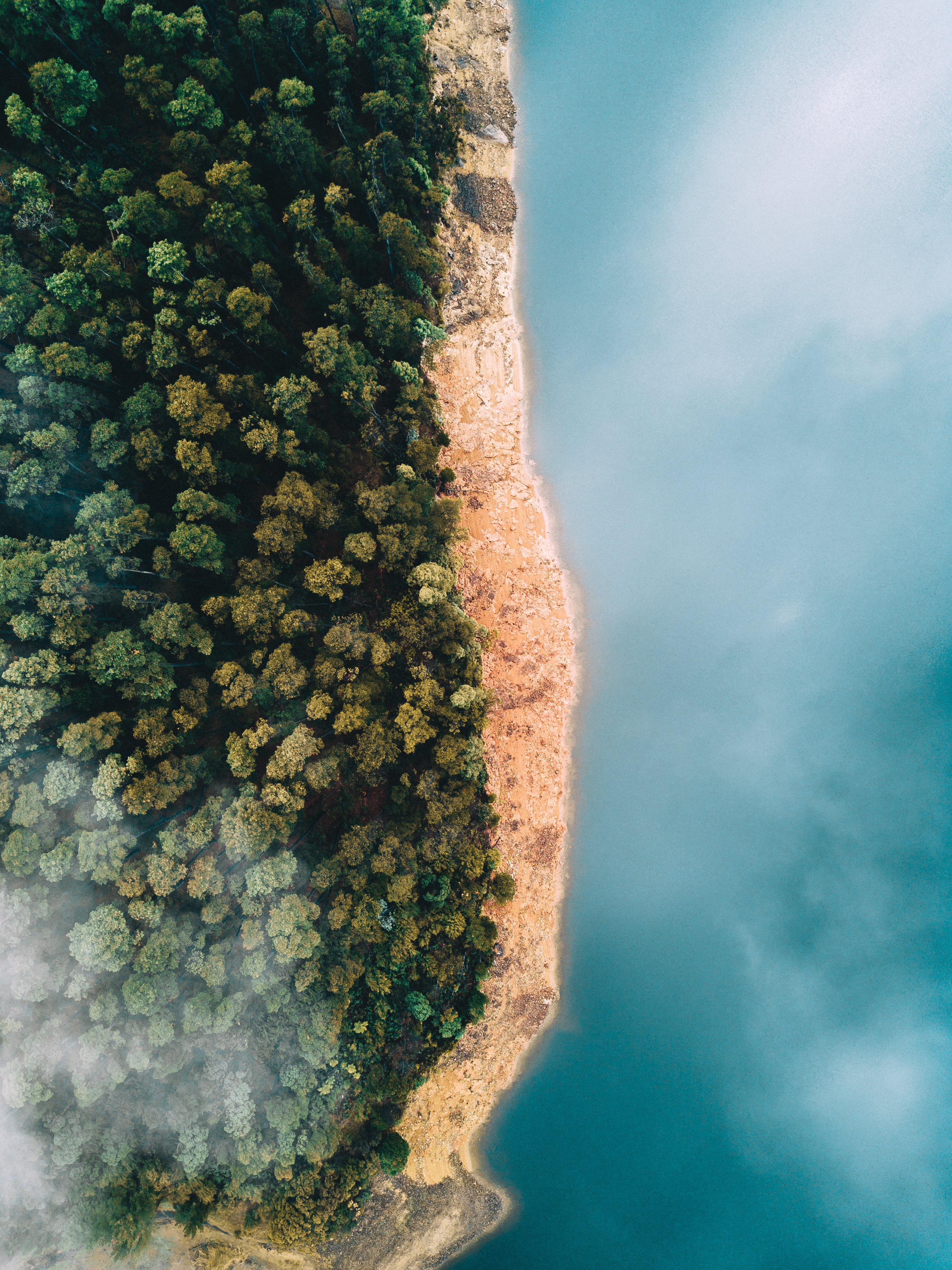 aerial view of a forest and the ocean