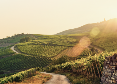 A Tuscan sunset over the rolling hills and vineyards.
