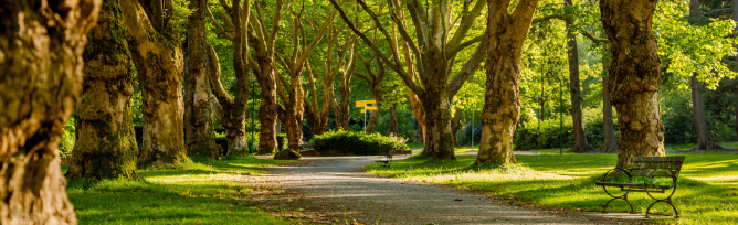 A park path lined with trees.