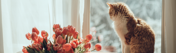 An orange cat by the window.