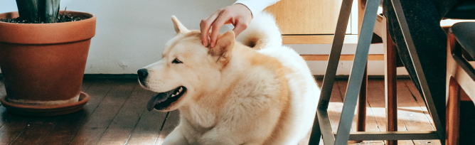 An owner petting their dog.