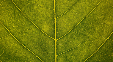 Close-up of a leaf.
