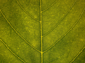 Close-up of a leaf.
