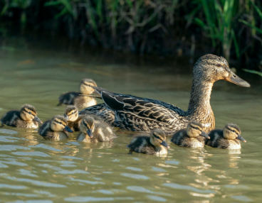 A mother duck and her ducklings.