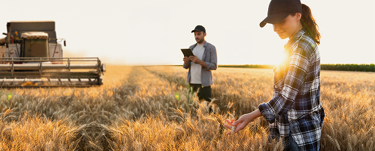 Two farmers working in a wheat field.