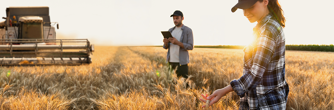 Two farmers working in a wheat field.