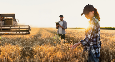 Two farmers working in a wheat field.