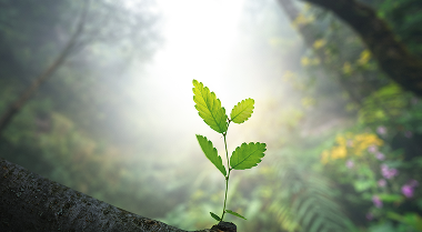 Small plant in the woods.