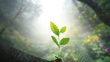 Small plant in the woods.