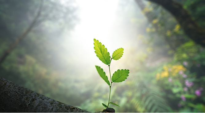 Small plant in the woods.