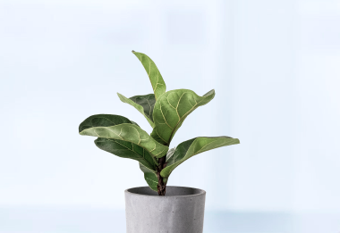 Une plante verte sur une table.