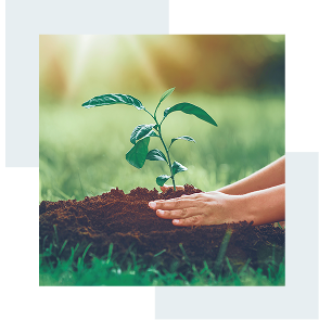 Close up of someone planting a small leafy plant.