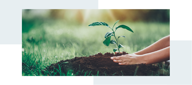 Close up of someone planting a small leafy plant.