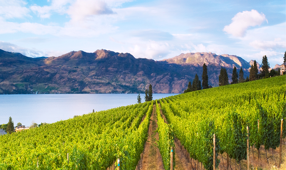 A vineyard on a hill with the mountains in the background.