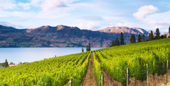 A vineyard on a hill with the mountains in the background.