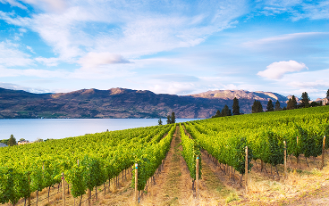A vineyard on a hill with the mountains in the background.